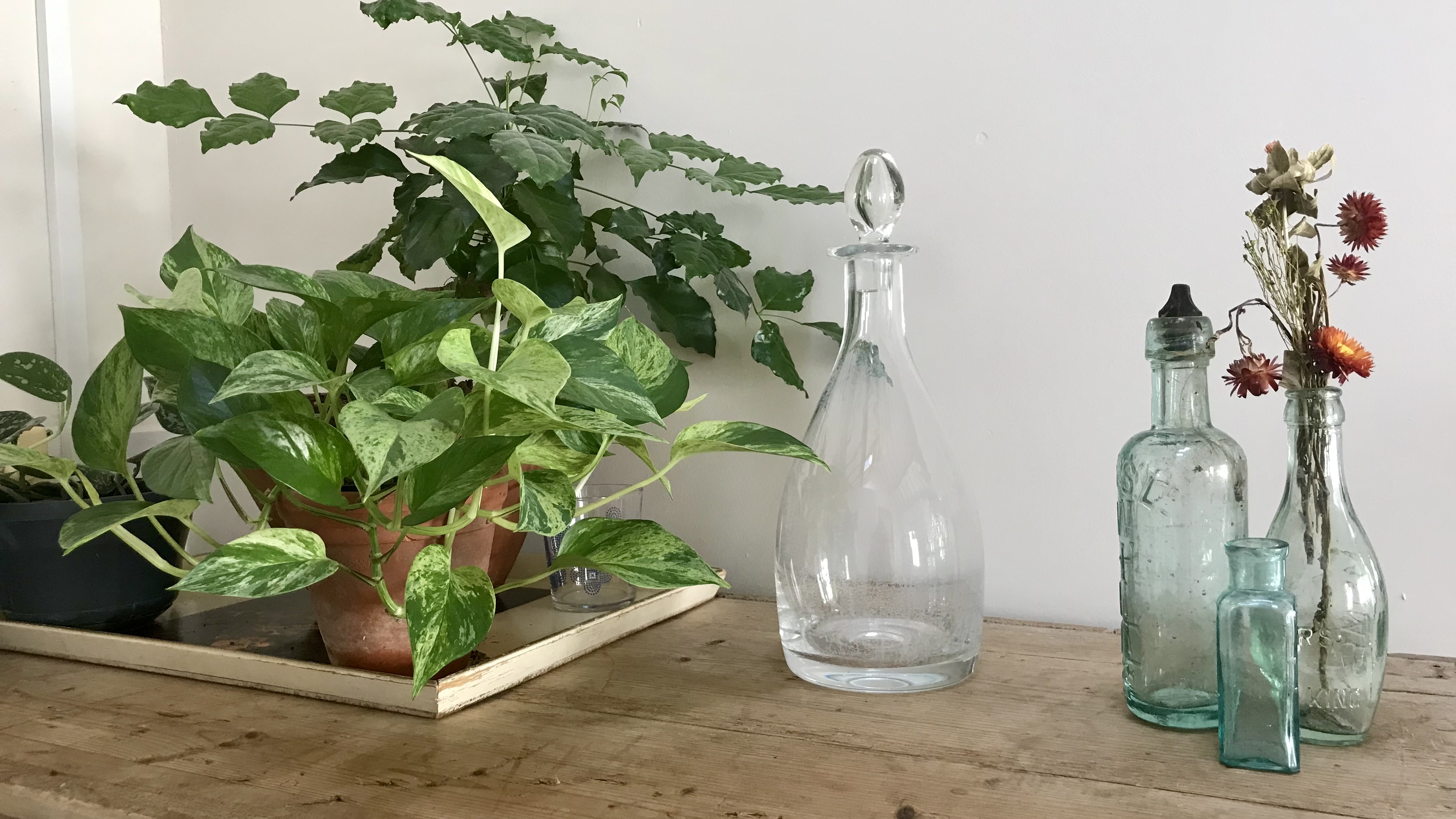 Collection of plants and glass bottles on a wooden unit
