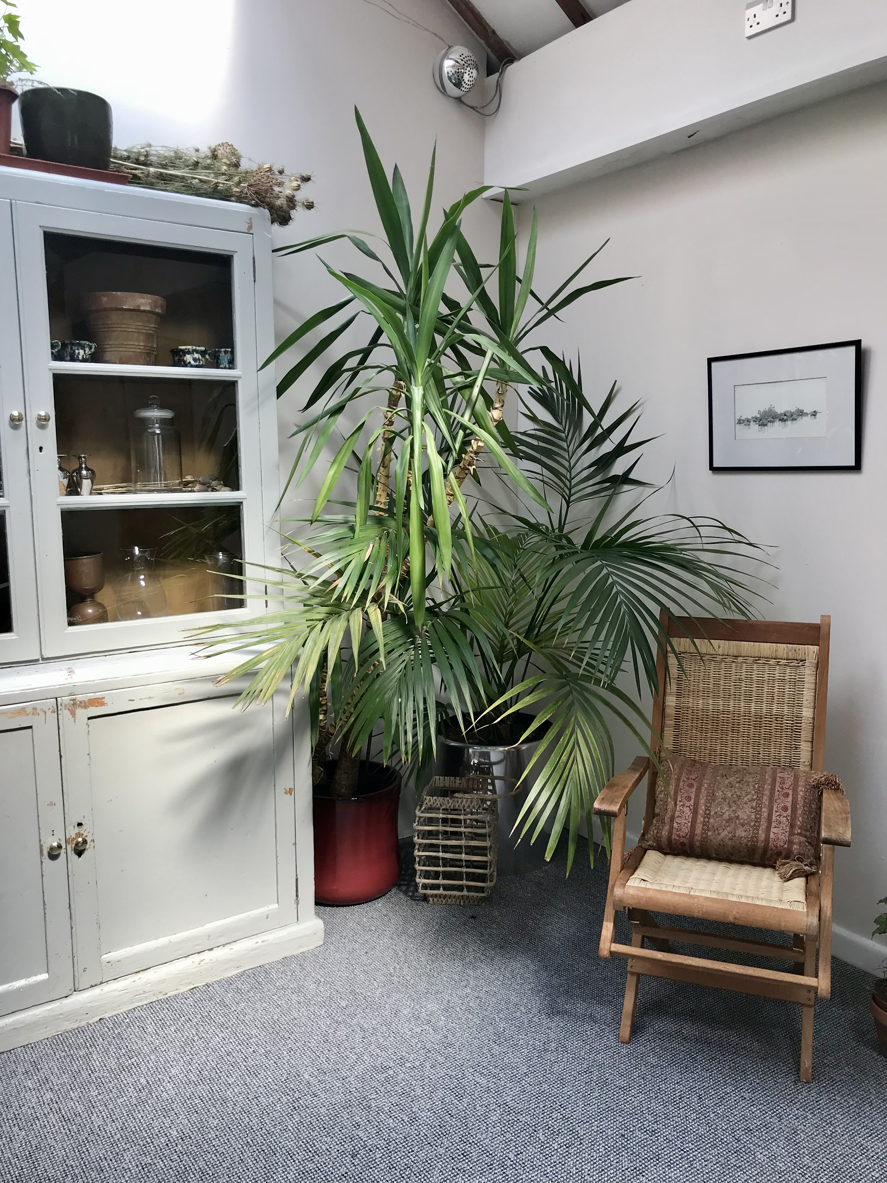 Large plant, wooden chair and a large cupboard
