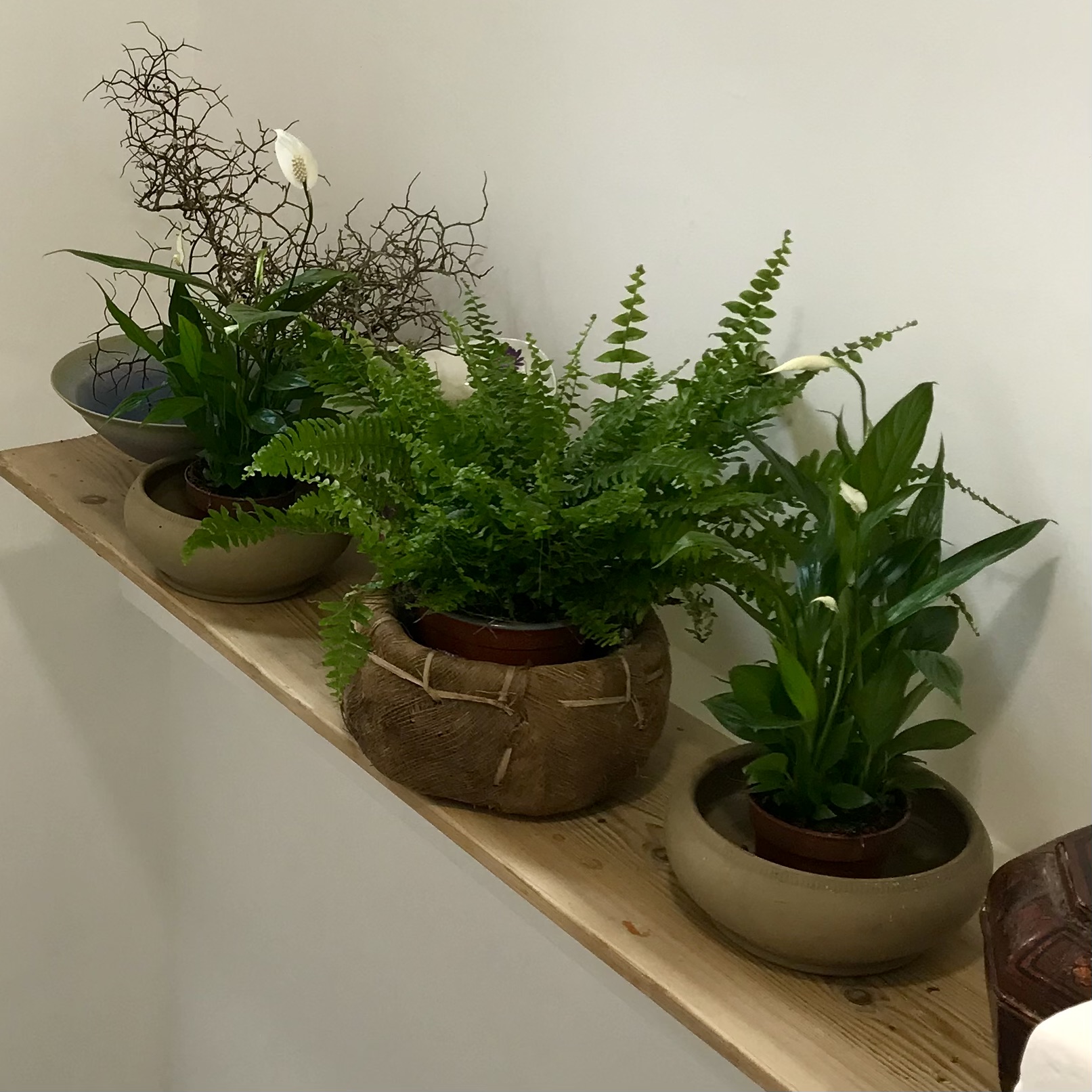 Row of plants on a wooden shelf