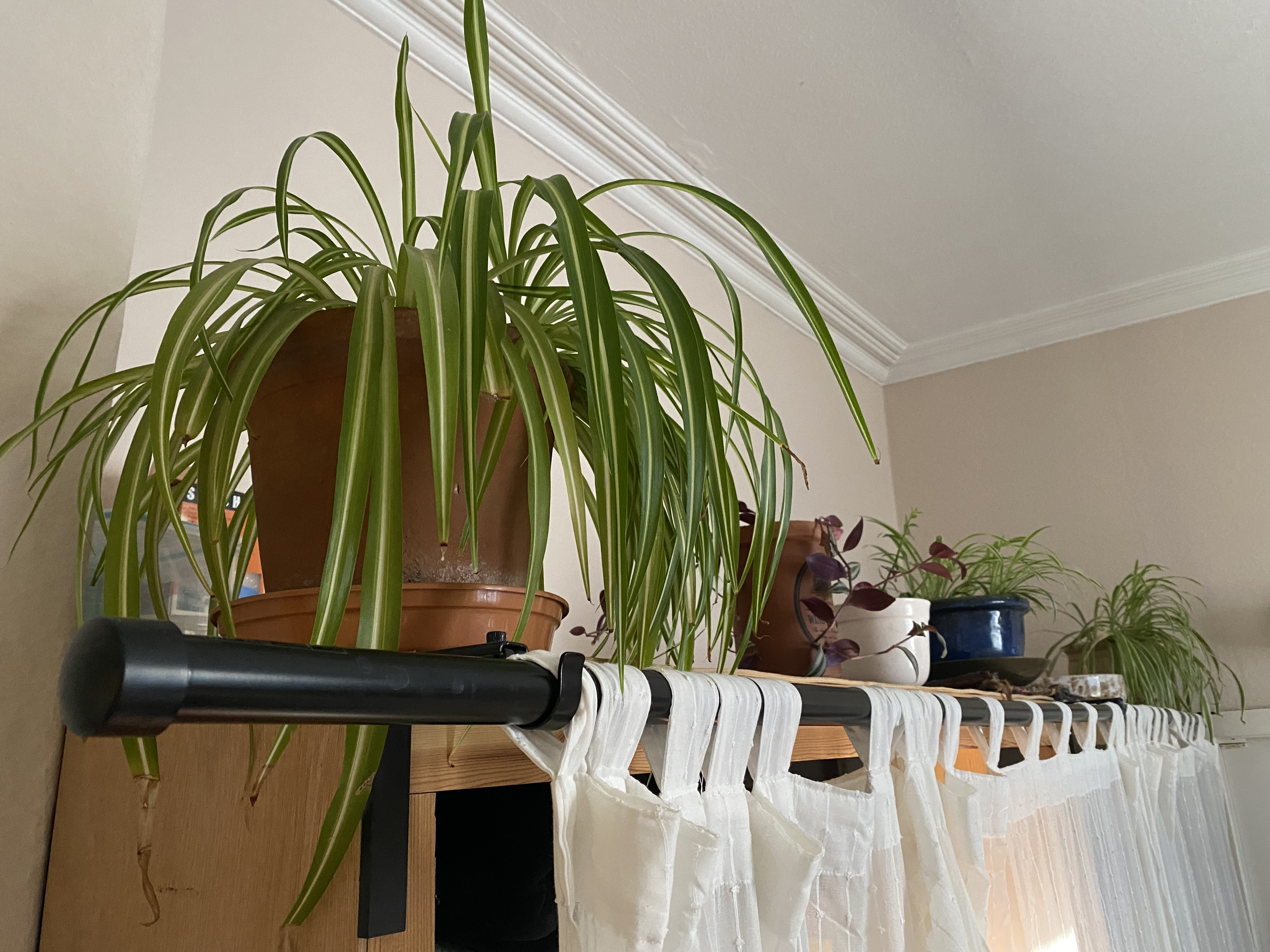 Row of plants in The Practice Rooms in Cheltenham